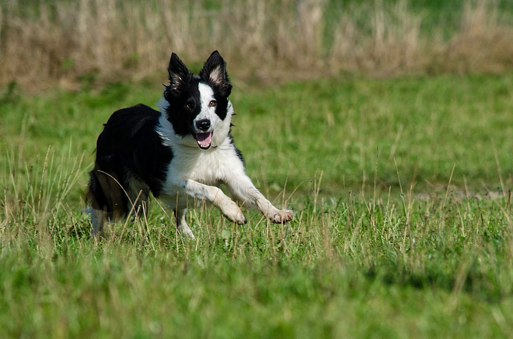 Bordercollie bei der Arbeit. 