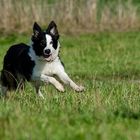 Bordercollie bei der Arbeit. 