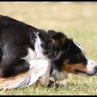 Bordercollie bei der Hütearbeit