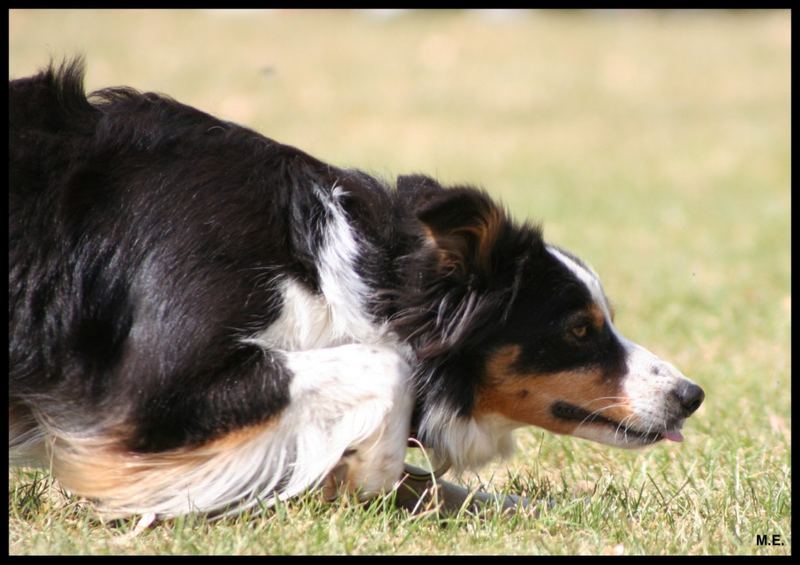 Bordercollie bei der Hütearbeit