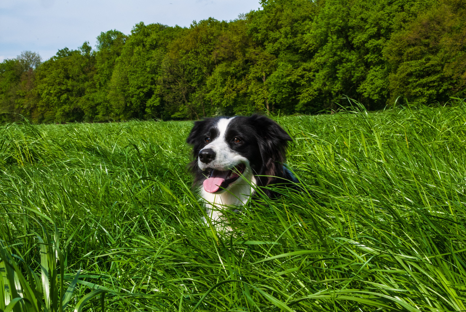 Bordercollie