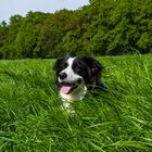 Bordercollie