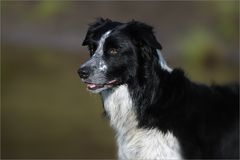 BorderCollie