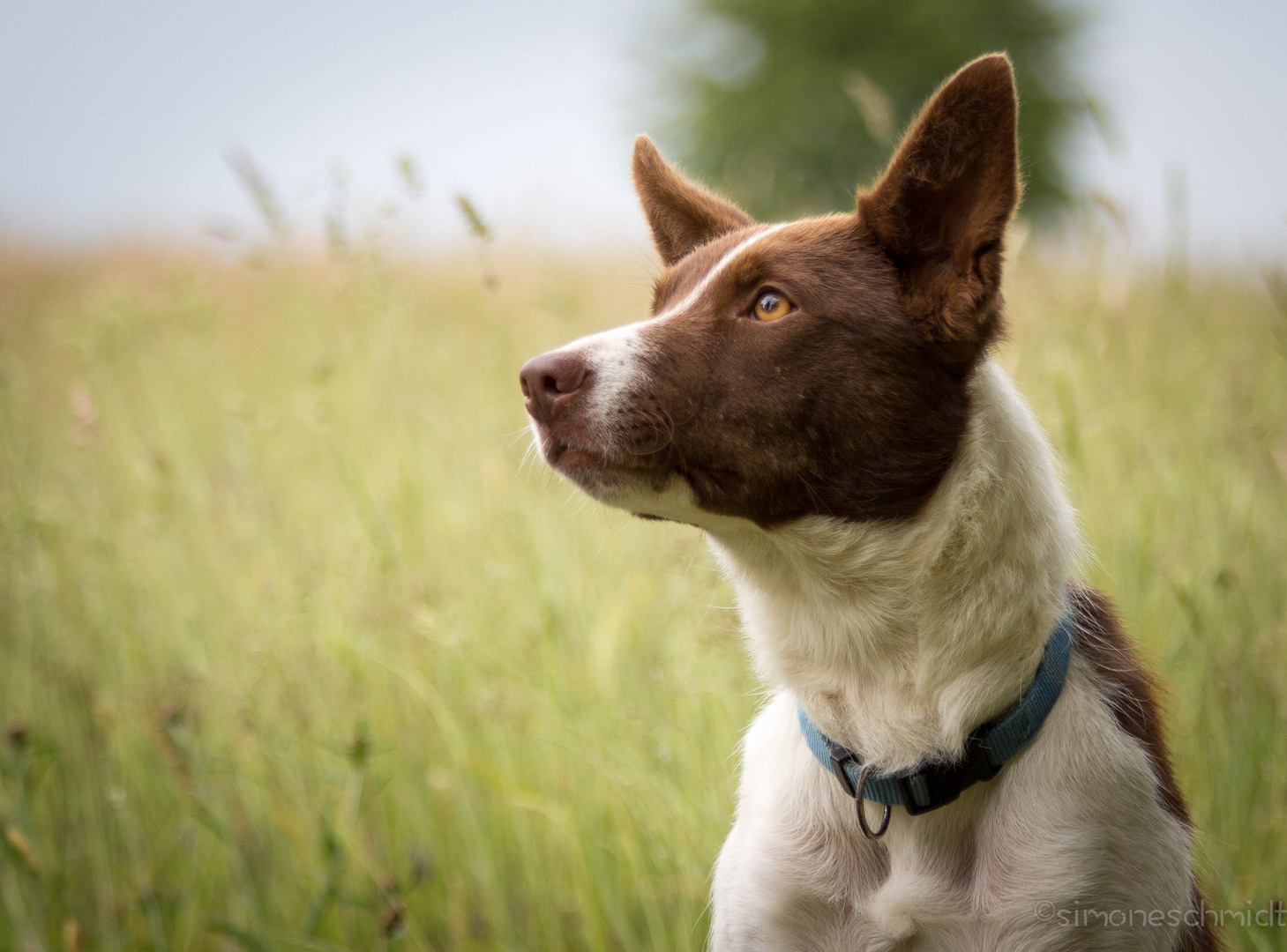 Border.Collie.