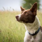 Border.Collie.