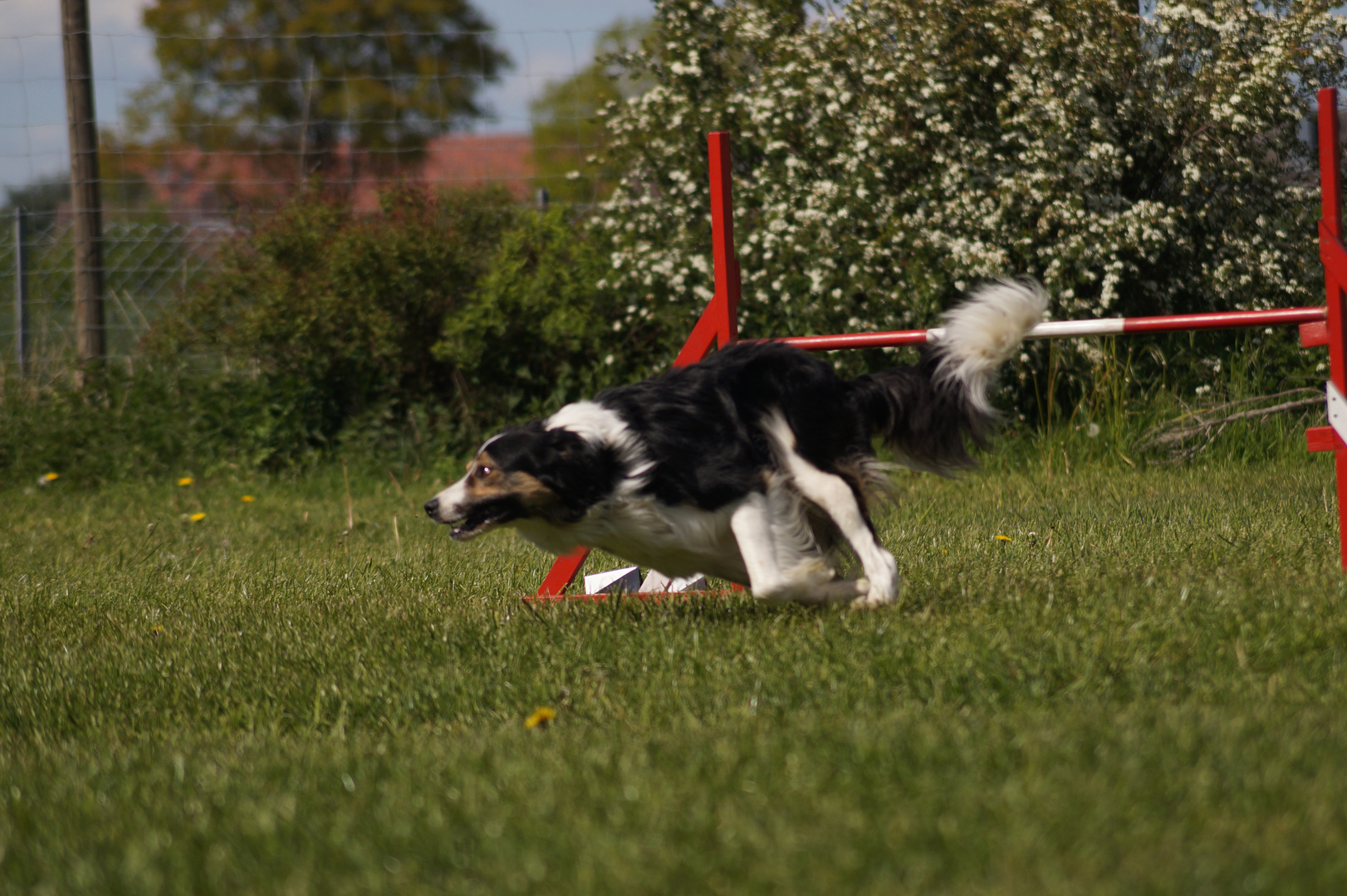 BorderCollie 