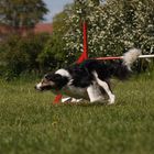 BorderCollie 