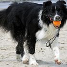 Bordercollie