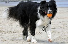 Bordercollie