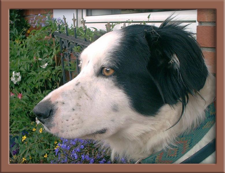 bordercollie eve