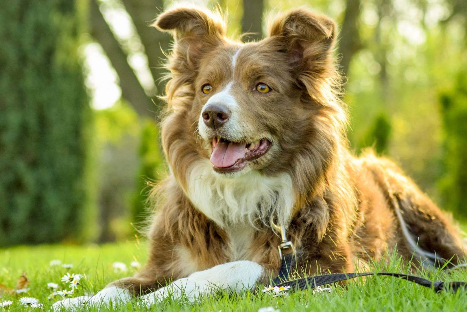 Bordercollie II