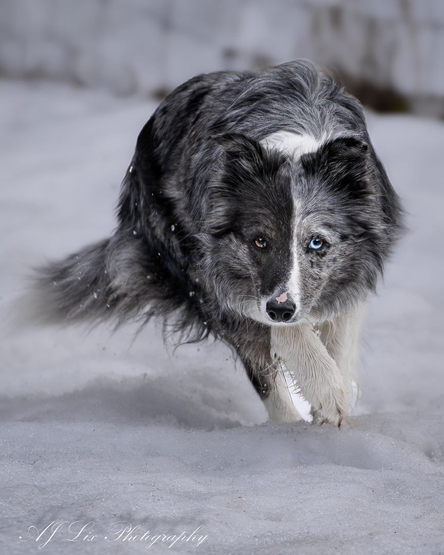 Bordercollie im Schnee