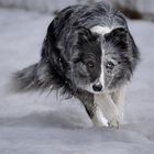 Bordercollie im Schnee