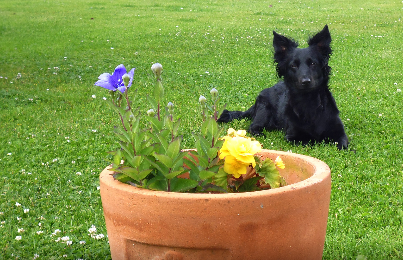 Bordercollie ist aufmerksam