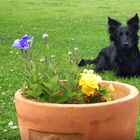 Bordercollie ist aufmerksam