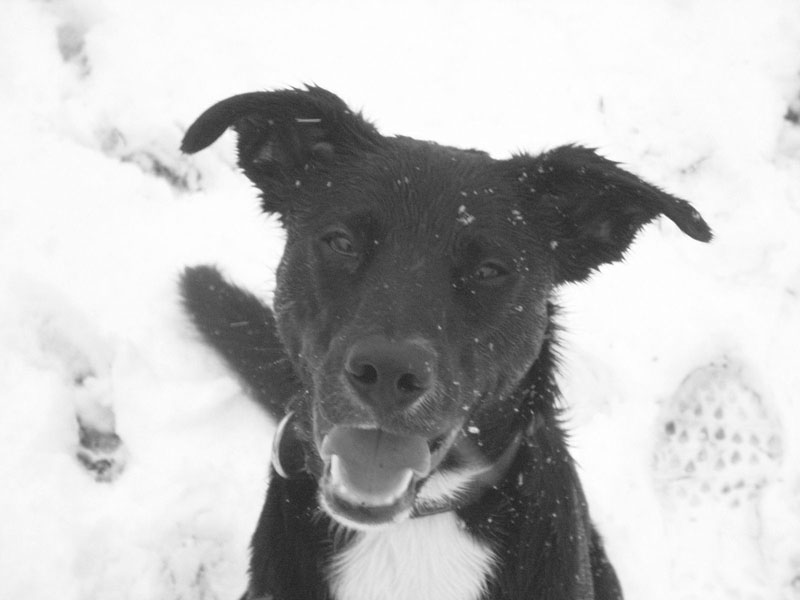 55+ Border Collie Lab Mix Black And White l2sanpiero