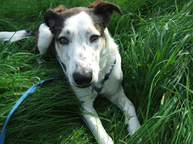 Bordercollie-Labradormix