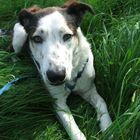 Bordercollie-Labradormix