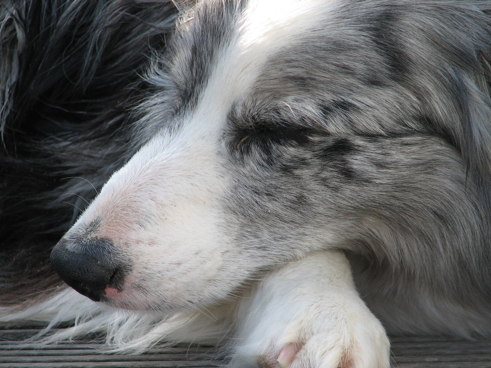 Bordercollie Lou