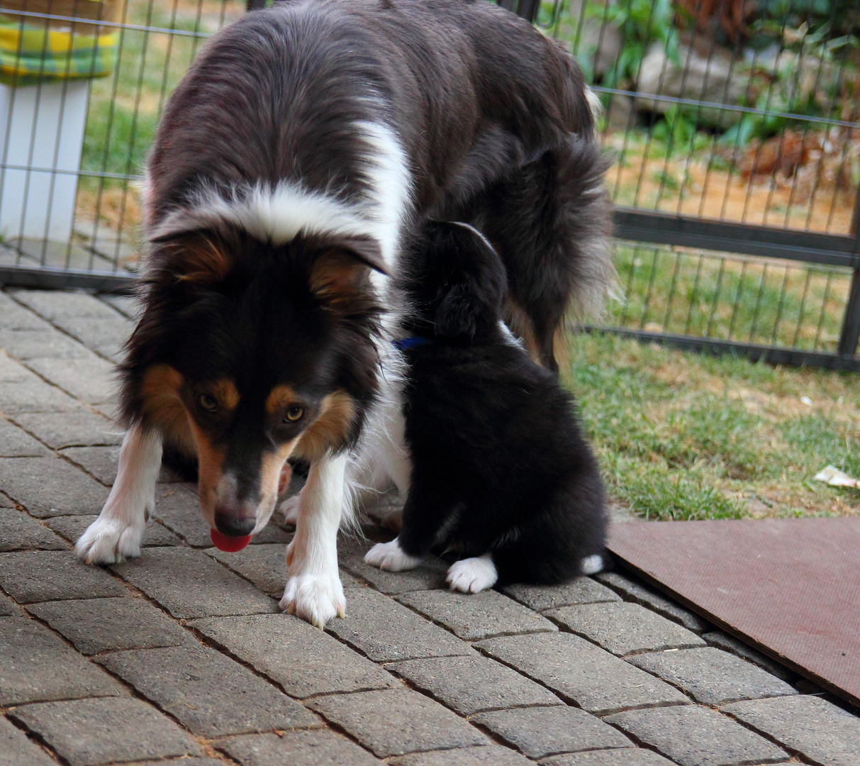 Bordercollie: Mama mit ihrem kleinen Welpen