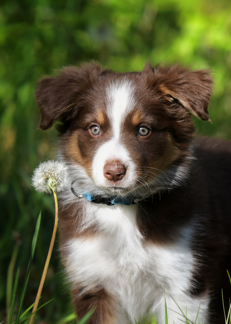 Bordercollie „Quizzy“