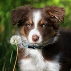 Bordercollie „Quizzy“