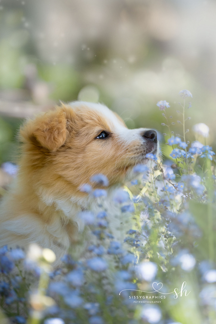 Bordercollie Welpe