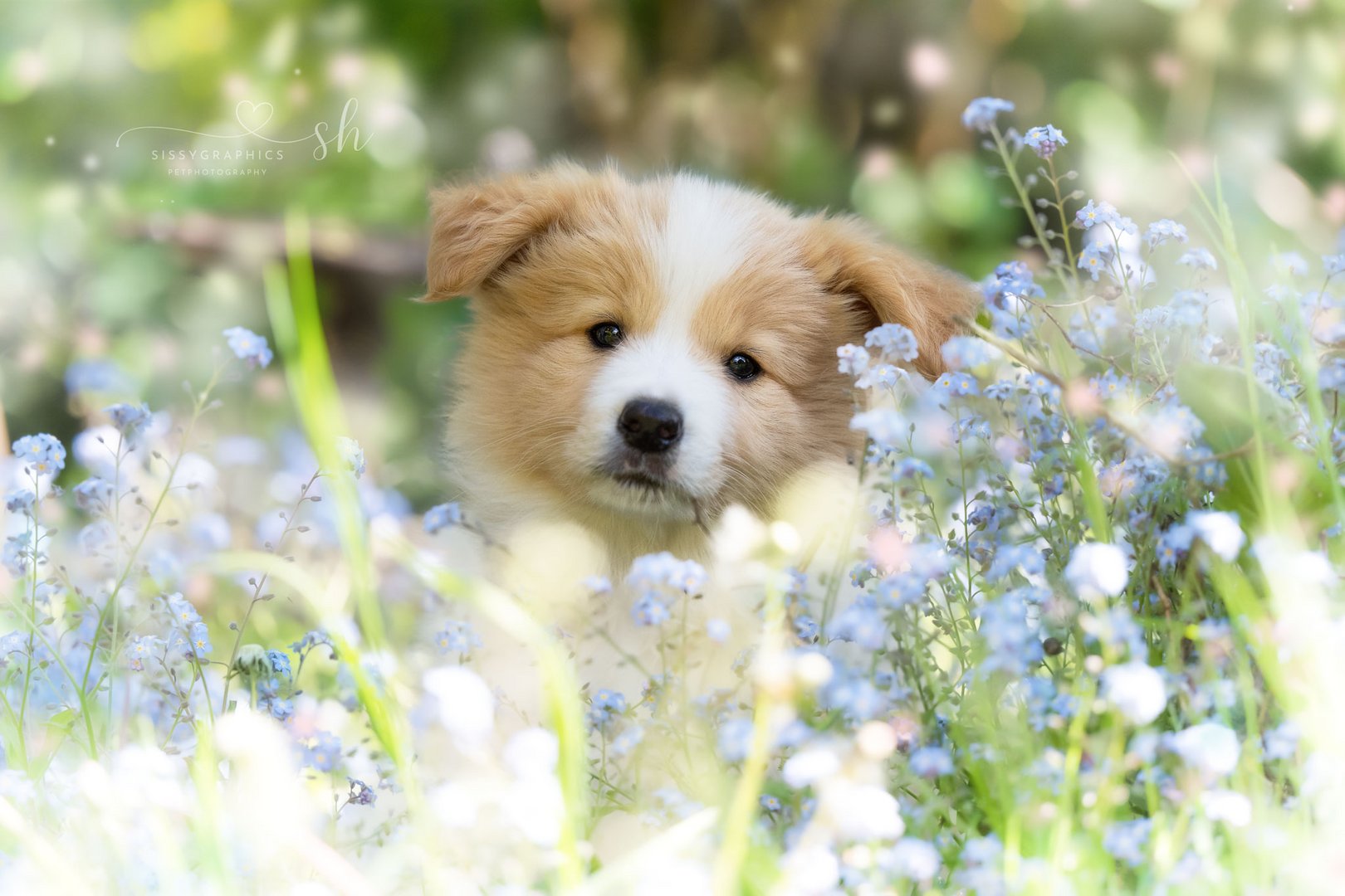 Bordercollie Welpe