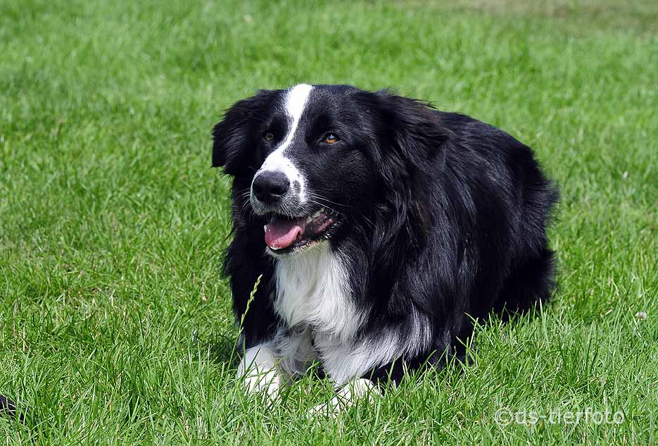 Bordercollie/Aussiemix Frodo