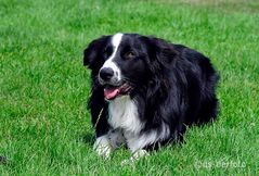 Bordercollie/Aussiemix Frodo