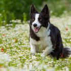 Bordermaus Joy im Blumenmeer