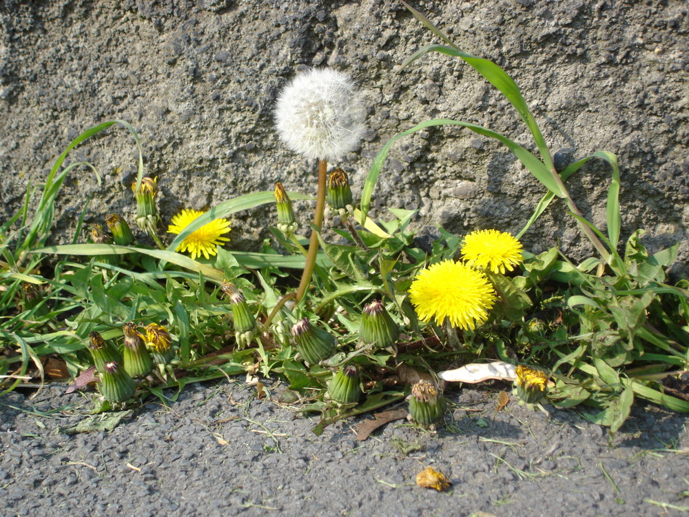 Bordsteinblume