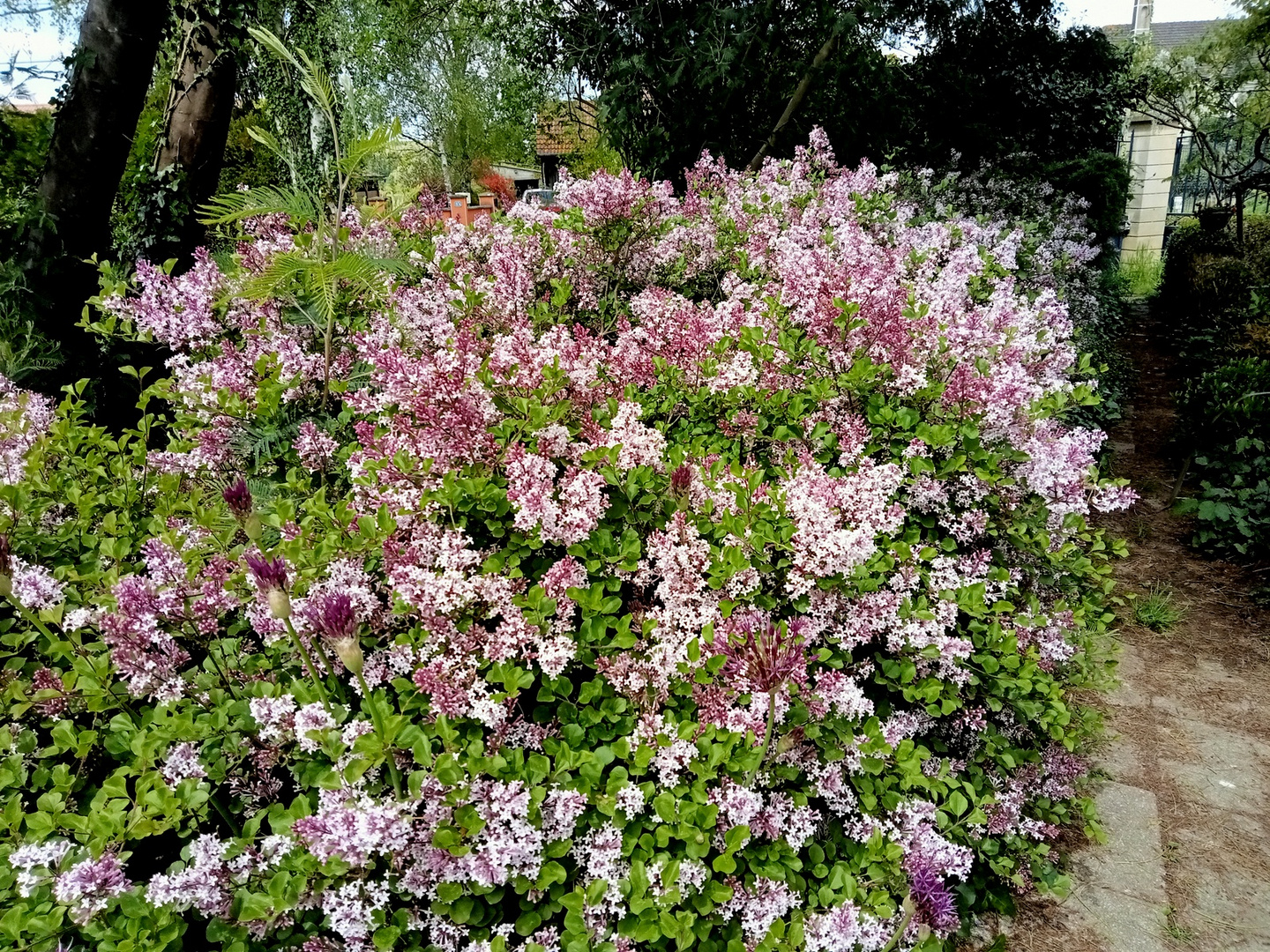 Bordure de lilas nains au jardin