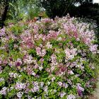Bordure de lilas nains au jardin