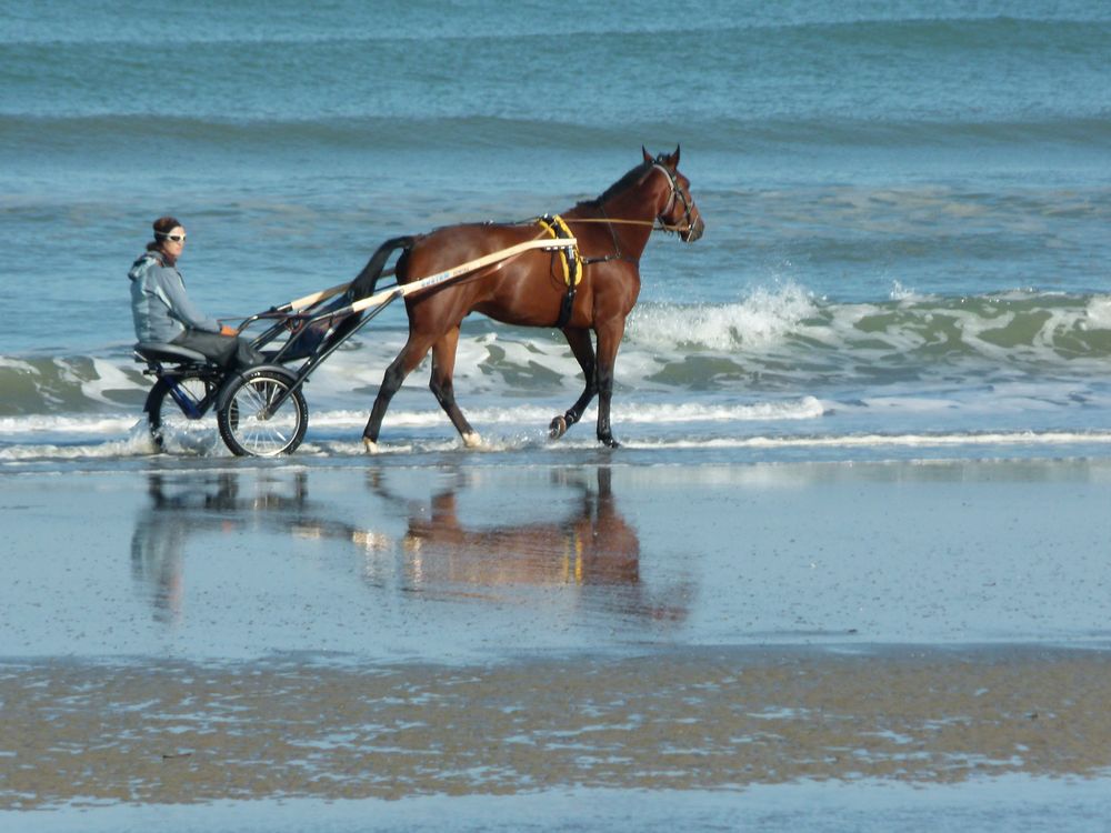 bordure de mer à cheval