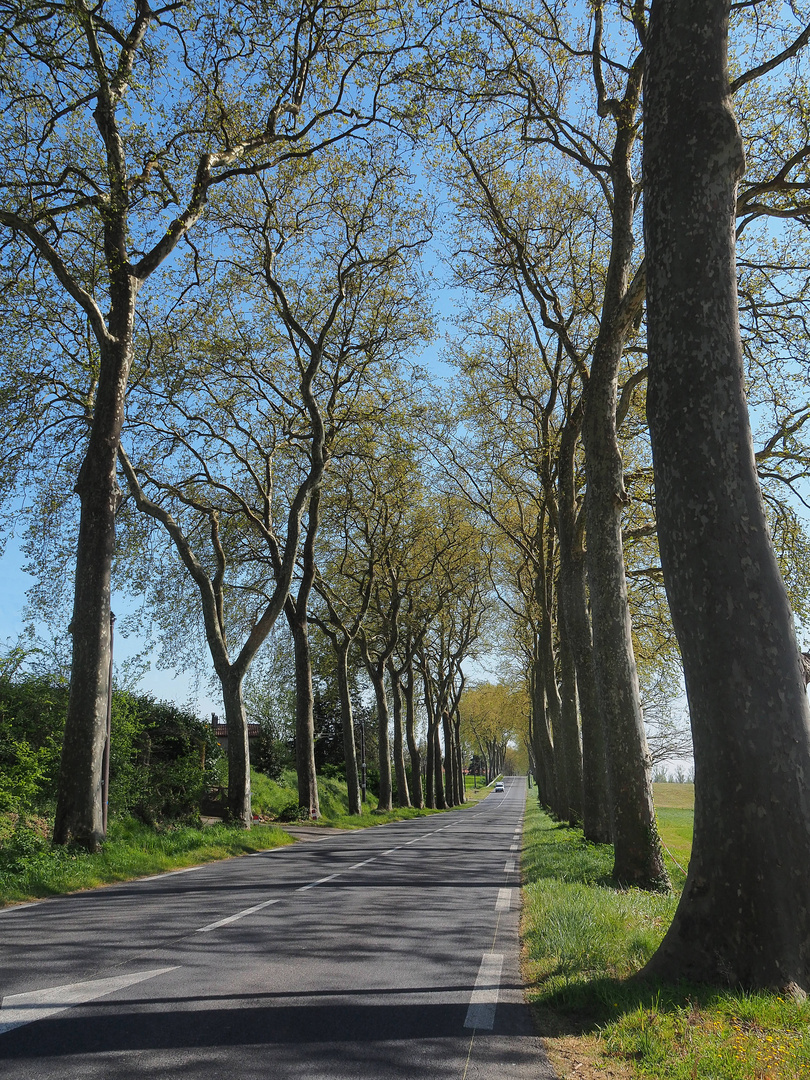 Bordure de platanes au printemps