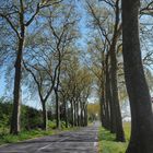 Bordure de platanes au printemps