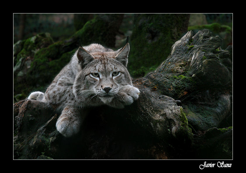 BOREAL EN EL BOSQUE. (PARA Mª ANGELES SANCHEZ)