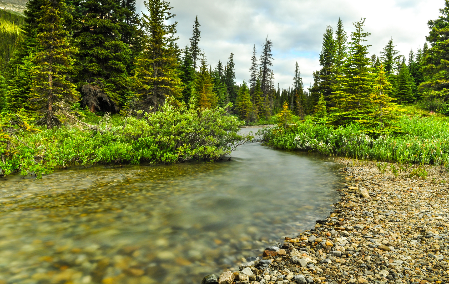 Boreal Forest