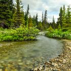 Boreal Forest