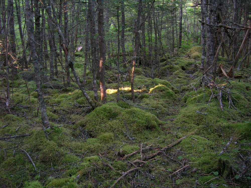 boreal forest