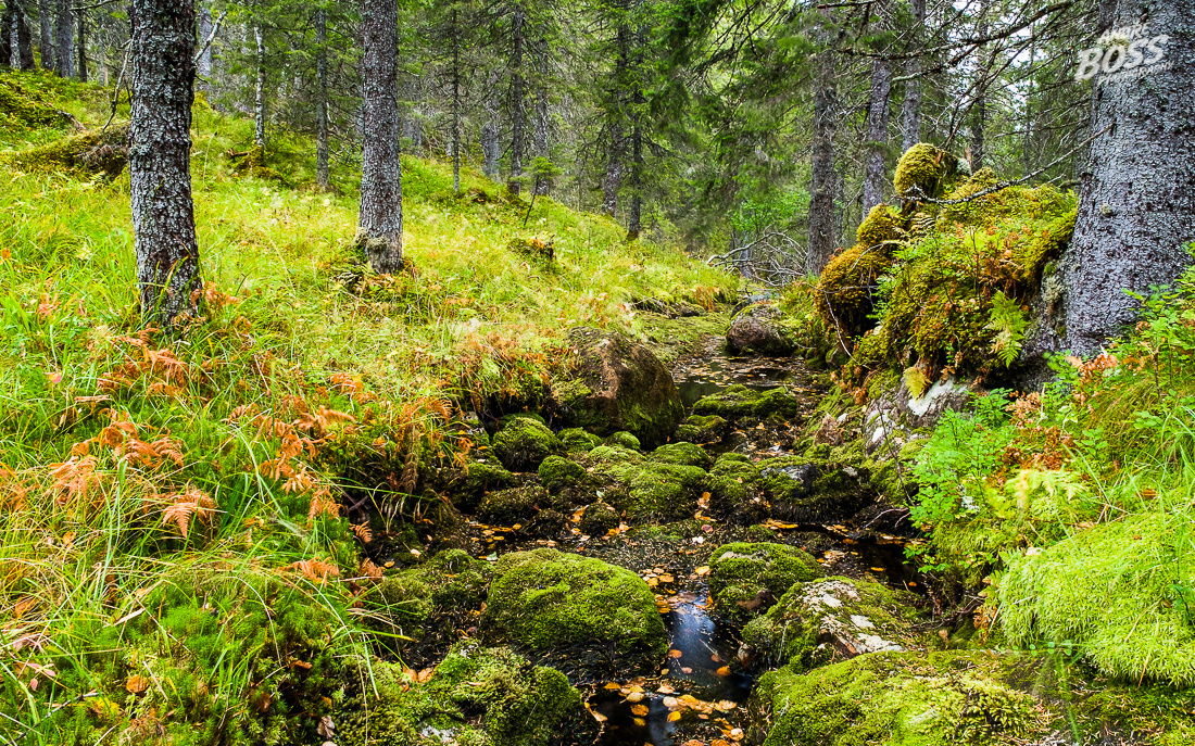 Boreal Rainforest