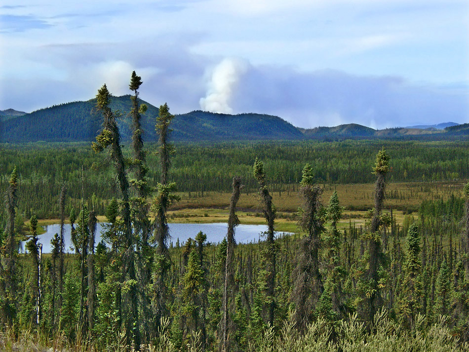 Borealer Nadelwald Foto & Bild landschaft, wald, landschaften Bilder