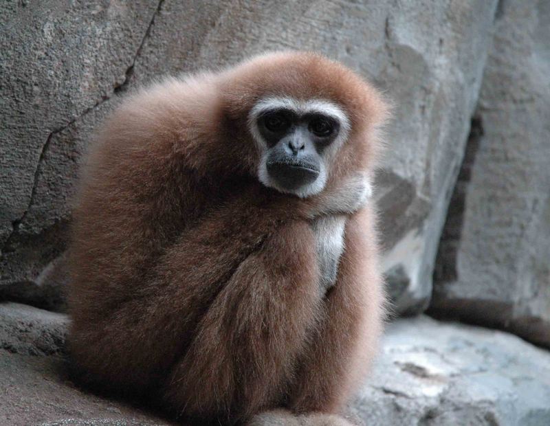 bored gibbon