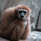 bored gibbon