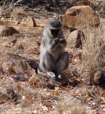 Bored in Pilanesberg