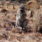 Bored in Pilanesberg