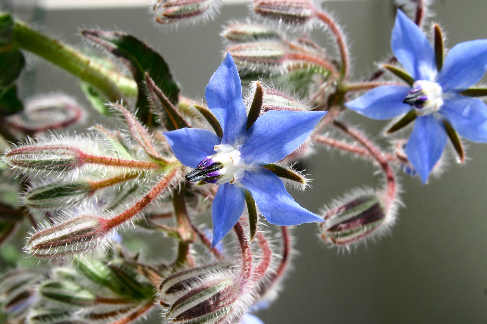 Boretsch - Blüte