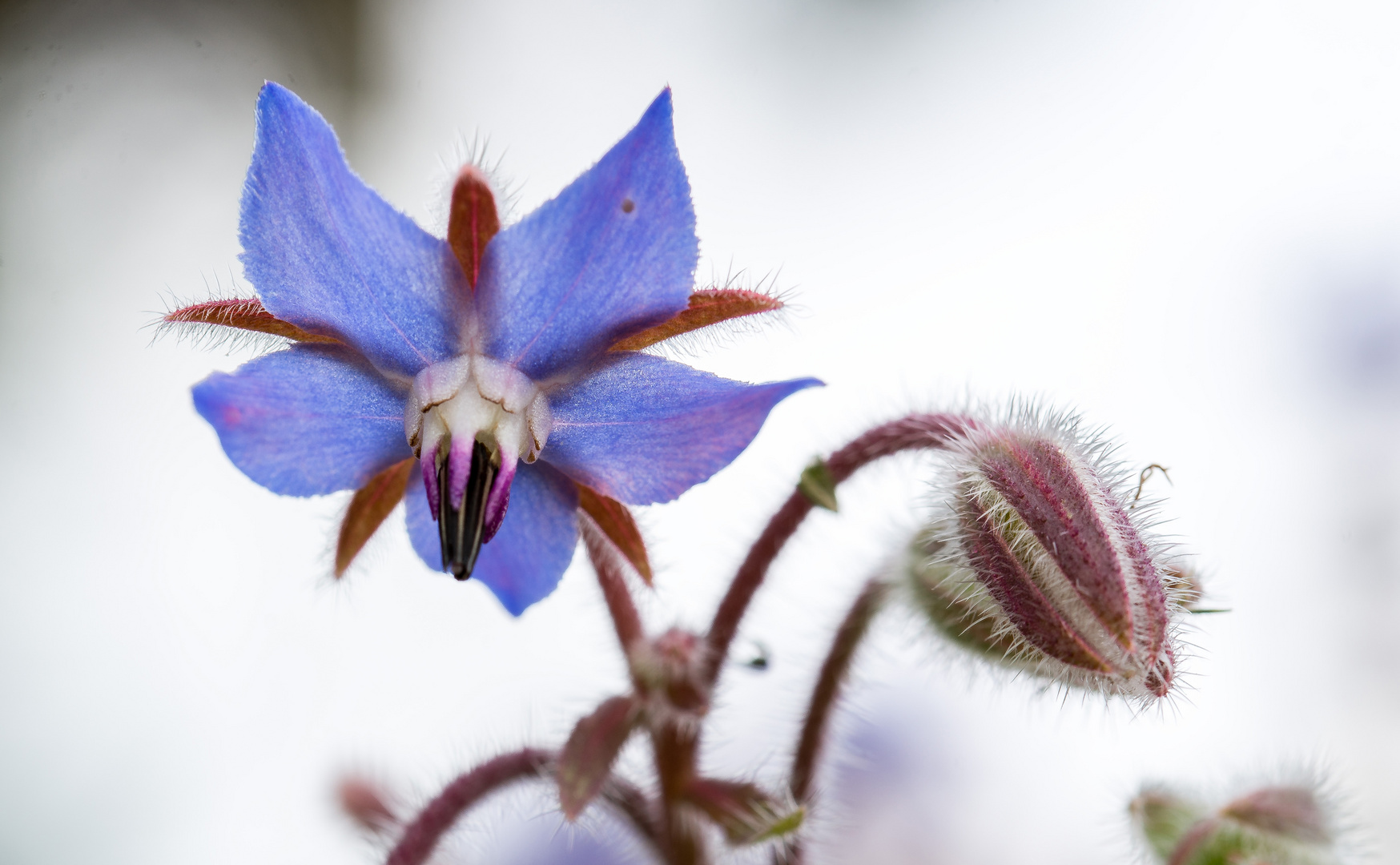 Boretsch - Blüte