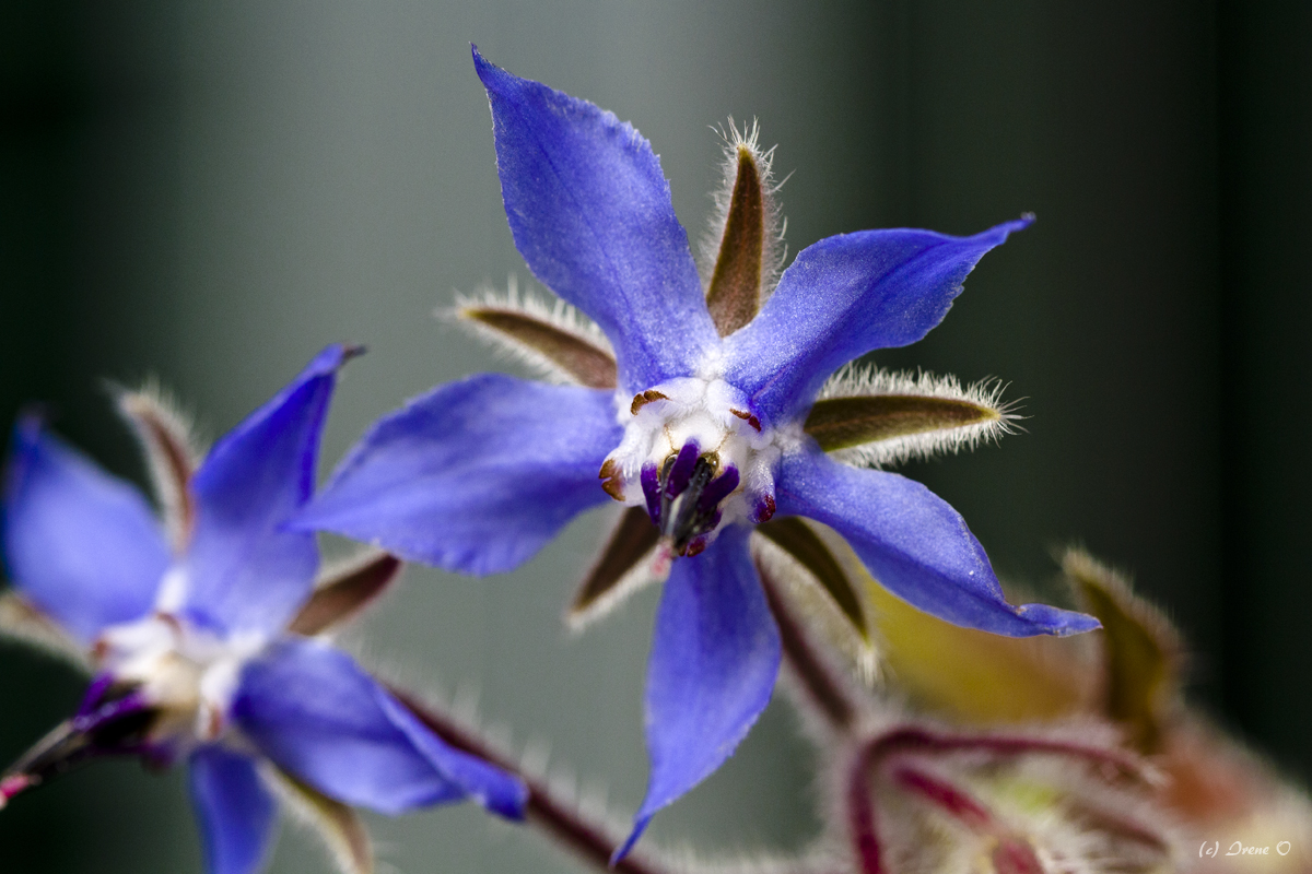 Boretsch Blüte